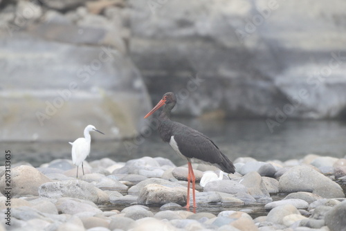 Canvas Print The black stork (Ciconia nigra) is a large bird in the stork family Ciconiidae