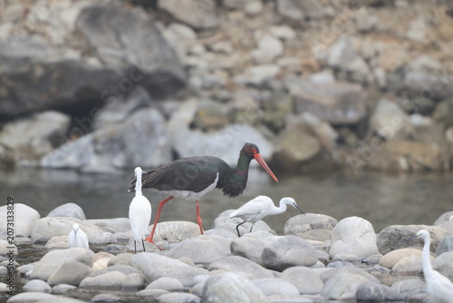 Photography The black stork (Ciconia nigra) is a large bird in the stork family Ciconiidae