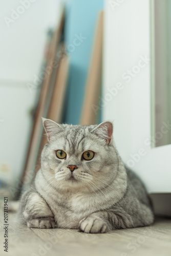 Fluffy silver tabby cat lounging on the floor in a cozy home environment