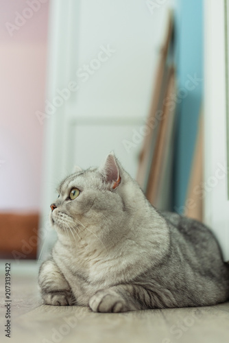 Graceful cat resting in a cozy indoor environment with soft lighting