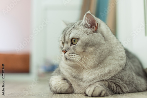Plump British Shorthair cat with striking green eyes resting indoors
