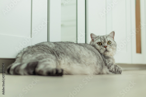 Charming gray cat lounging on the floor in a modern home setting