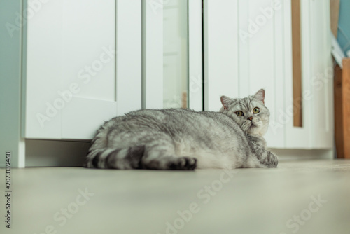 A fluffy silver tabby cat with green eyes rests on a light-colored floor indoors