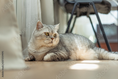 British Shorthair cat with silver tabby coat resting on a wooden floor