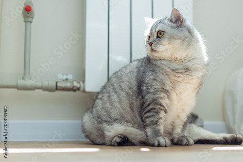 Charming silver cat lounging by the radiator in a cozy indoor setting