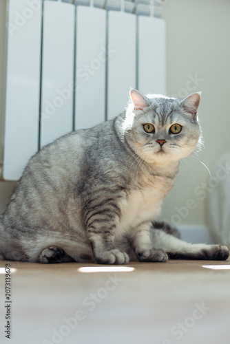 Charming silver tabby cat lounging by the sunlit radiator