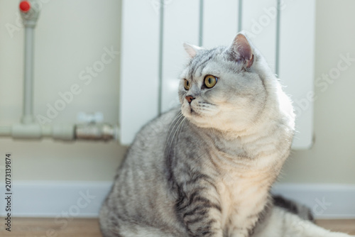 Fluffy silver tabby cat with bright yellow eyes sitting indoors near a radiator
