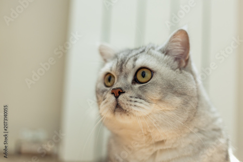Close-up portrait of a fluffy British Shorthair cat with striking yellow eyes