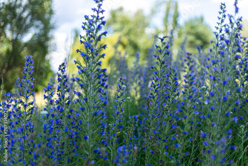 Vibrant blue wildflowers in a sunny meadow during late spring