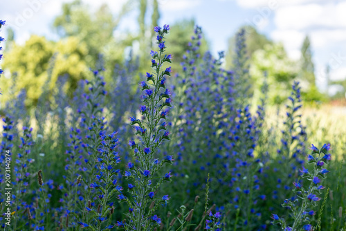 Field of vibrant blue wildflowers blooming under a bright summer sky