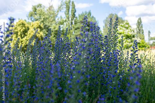 Vibrant blue viper's bugloss flowers bloom in a sunlit meadow on a summer day