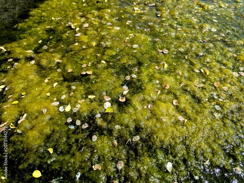 Photos Close up of green algae growing on water surface with floating leaves and bubbles