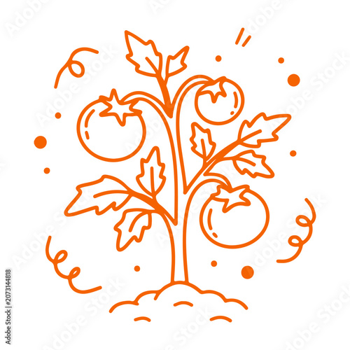 A minimalist orange line drawing of a tomato plant with four ripe tomatoes and swirling decorative elements on a white background