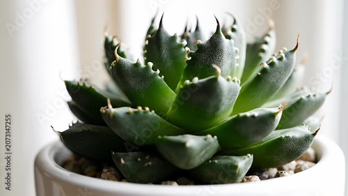 Close up of green succulent plant in pot.
