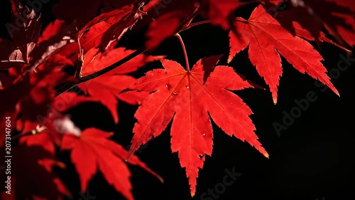Close up vibrant red Japanese maple leaves at night