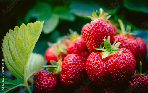 Red ripened strawberries close‑up in a pick‑your‑own farm in Vermont, United States