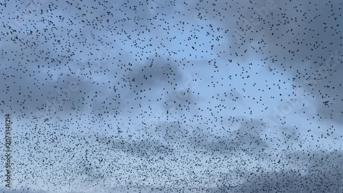Large flock of birds flying together in formation in the evening blue sky. Starling fly together for protection beautiful sight in nature England UK 4K