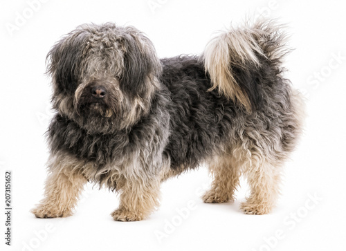 Shaggy Long-Haired Dog Isolated on White Background