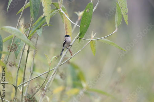 Photography The bar-winged flycatcher-shrike (Hemipus picatus picatus) is a small passerine bird usually placed in the Vangidae