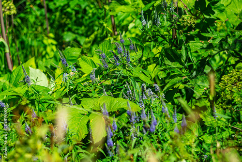 Green leaves and blue flowers as a summer background.