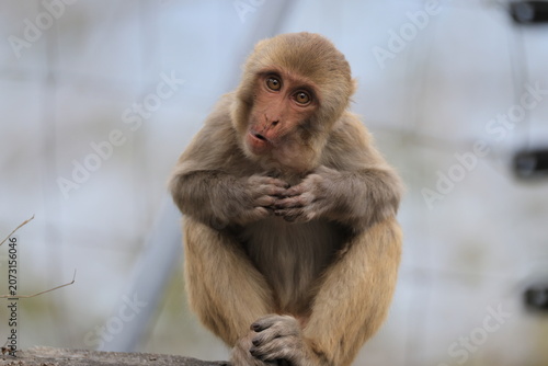 Photography The rhesus macaque (Macaca mulatta), colloquially rhesus monkey, is a species of Old World monkey