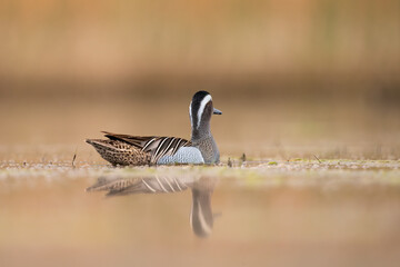 Garganey duck resting in calm water, minimalist nature photography