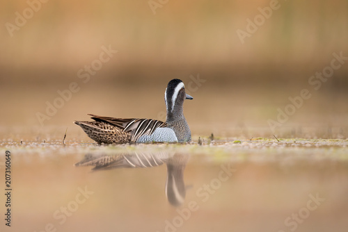 Garganey duck resting in calm water, minimalist nature photography