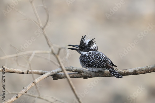 Photography Crested kingfisher (Megaceryle lugubris continentalis) is a very large kingfisher that is native to parts of southern Asia