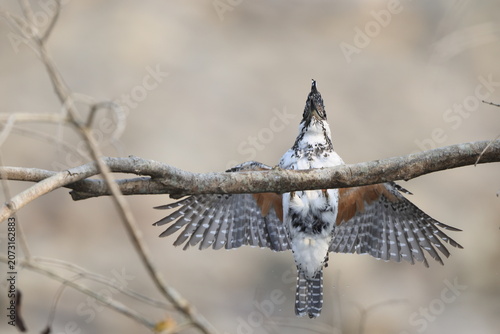 Photography Crested kingfisher (Megaceryle lugubris continentalis) is a very large kingfisher that is native to parts of southern Asia