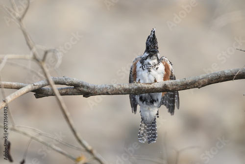 Photography Crested kingfisher (Megaceryle lugubris continentalis) is a very large kingfisher that is native to parts of southern Asia