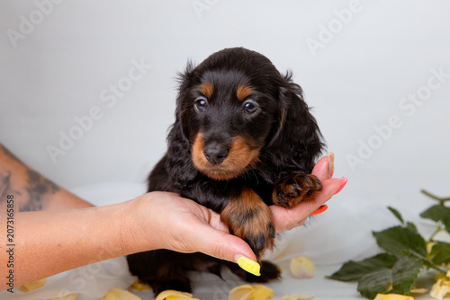 a woman's hands hold a cute miniature dachshund puppy on a white background