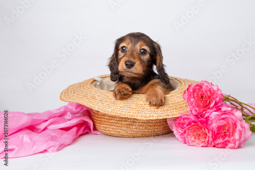 a cute miniature dachshund puppy sitting in a basket with a bouquet of flowers on a white background
