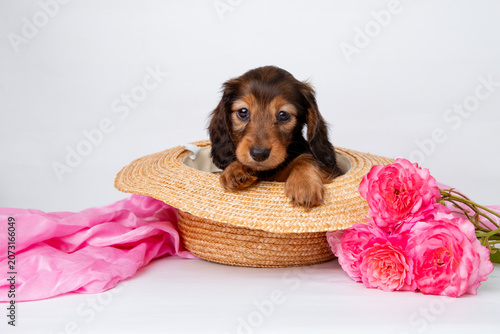 a cute miniature dachshund puppy sitting in a basket with a bouquet of flowers on a white background