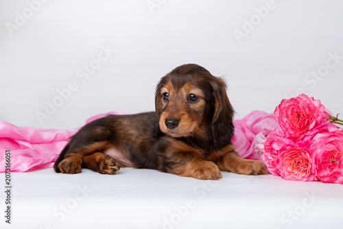 cute miniature dachshund puppy with a bouquet of flowers on a white background