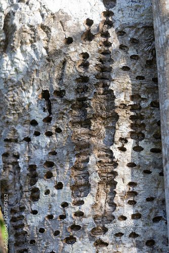 Close-up of intricate patterns on a tree bark due to insect activity, background, texture