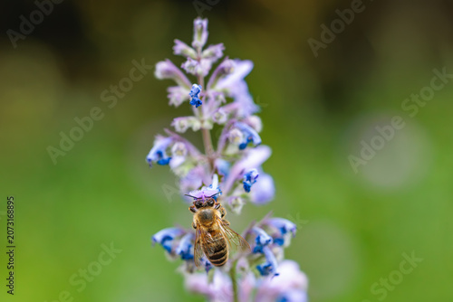 Honey bee collecting nectar on a purple catmint (Nepeta) flower, macro photography of pollination in a summer garden, Germany.