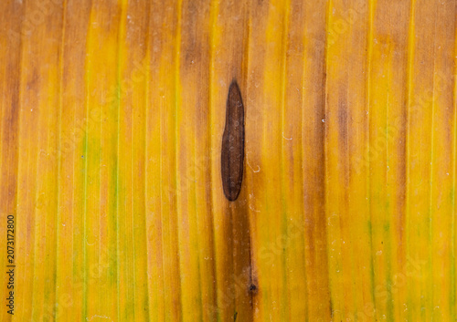 Wood grain with warm yellow tones and a single dark knot