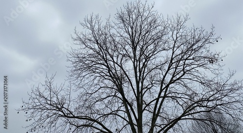 Bare branches of a sycamore tree against a cold and grey winter afternoon sky