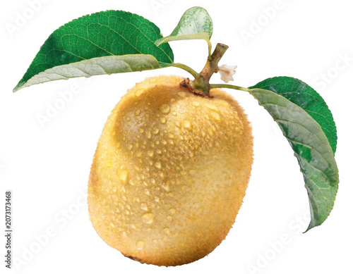 Golden kiwi fruit with green leaves covered in water droplets during soft studio lighting isolated on transparent background