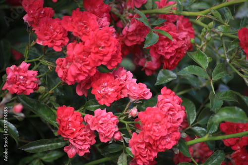Red ground cover rose