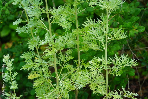 Fotografi Common wormwood (Artemisia absinthium) is an herbaceous plant with silvery-green, feathery foliage
