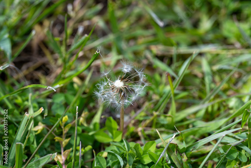 Konstfotografi Close-up of dandelion puffball in grass