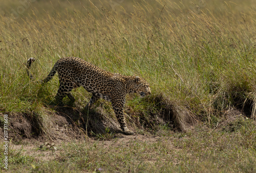 Leopard walking in the Savannah grassland at Masai Mara, Kenya.