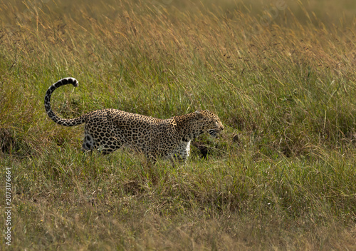 Leopard in the Savannah grassland at Masai Mara, Kenya.