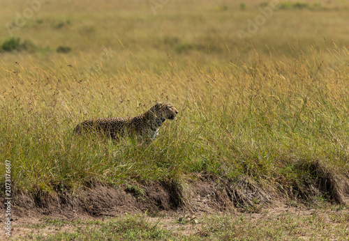 Leopard standing in the mid of Savannah grassland at Masai Mara, Kenya.