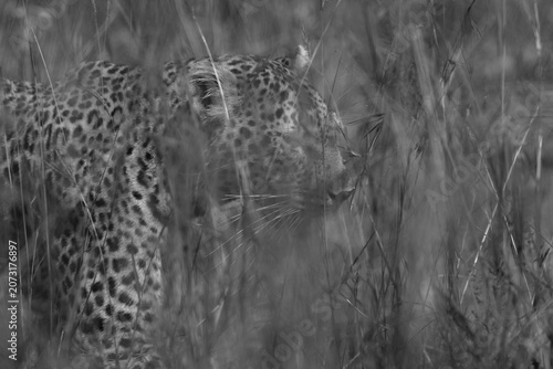 Closeup of a Leopard in the mid of Savannah grasses at Masai Mara, Kenya.