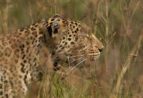 Closeup of a Leopard in the mid of Savannah grasses at Masai Mara, Kenya.