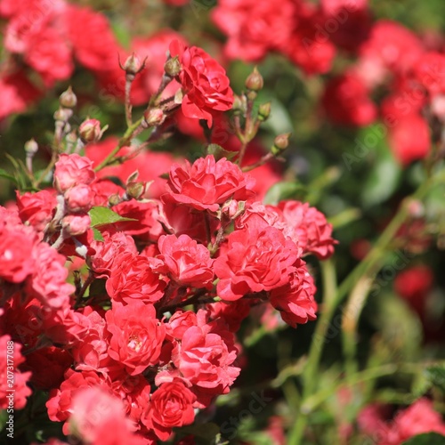 Red ground cover rose