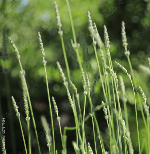 Lavandula