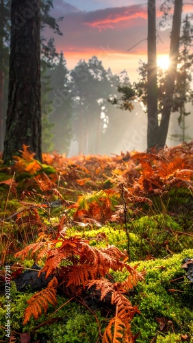 Vibrant autumn forest at sunrise morning.